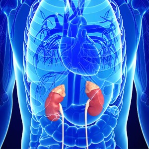 kidney-issues-image